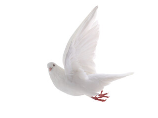 free flying white dove isolated on a white background