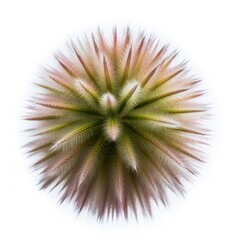 Carex testacea tree plan, top view, cutout, transparent background, isolate, Dense forest undergrowth, lush green moss, woodland floor, nature background, vibrant ecosystem