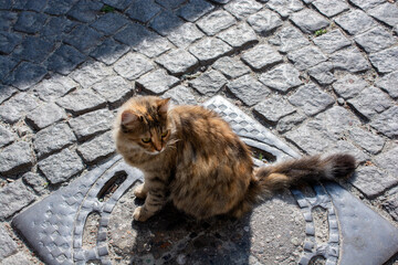 Adorable Domestic cat, Street cat, portrait of a stray cat , homeless abandoned