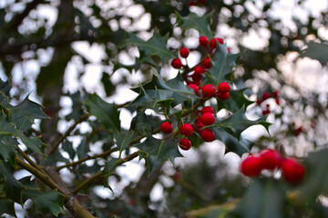 Fototapeta premium A detailed close-up of glossy green English holly (Ilex aquifolium) leaves with sharp, spiny margins and vibrant red berries on a branch. Winter holidays and Christmas traditions