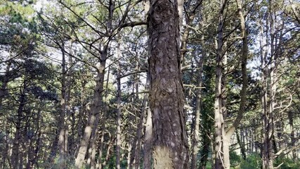 Sunlit pine woodland interior with slender trunks, grassy forest floor and dappled shadows, peaceful natural scenery along Royon dune trail in Hauts-de-France, France