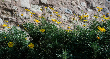 Blooming beautiful colorful natural flowers. pring meadow flower Nature background