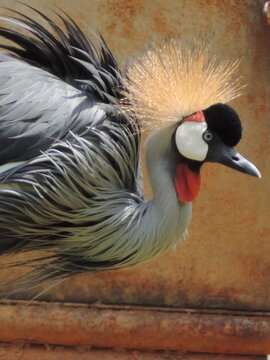O Grou coroado cinzento, apesar de ser uma ave africana, &eacute; muito criado em avi&aacute;rios como ave ornamental.