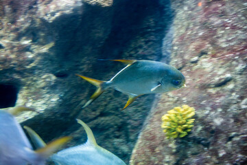Fish in aquarium,  fish swimming in aquarium