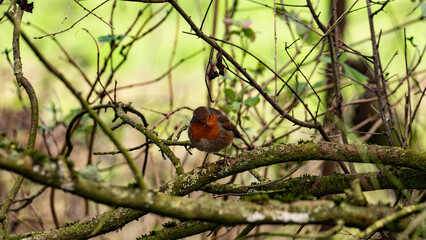 Bird sitting on the branch of the tree