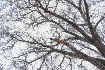 Obraz premium winter tree branches