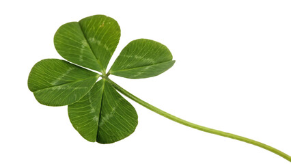 Four-leaf lucky clover symbol of Saint Patrick's Day cut out on PNG. AI GENERATED.