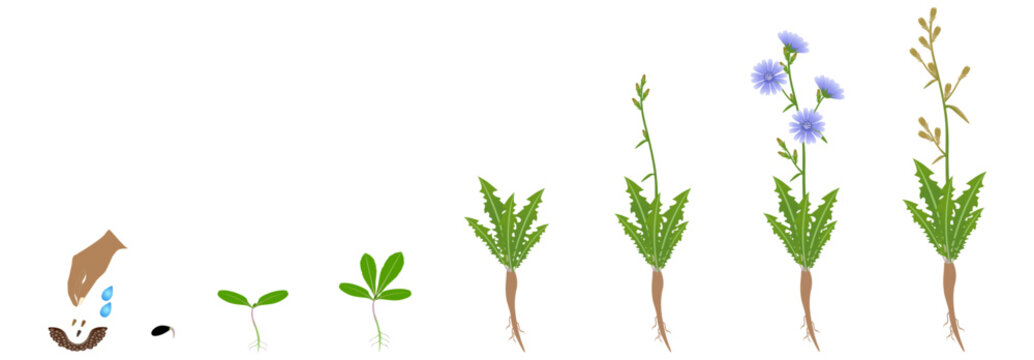 Cycle of growth of chicory plant isolated on a white background..eps