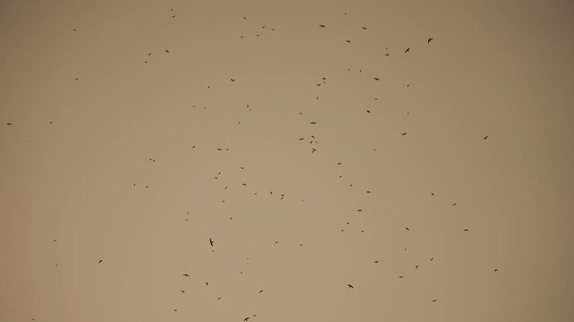 A flock of pigeons flying free in the summer sunset sky, slow motion