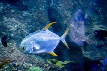 Fish in aquarium,  fish swimming in aquarium