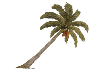 Palm tree with a leaning trunk and green fronds, featuring coconuts. Transparent background, perfect for adding to designs