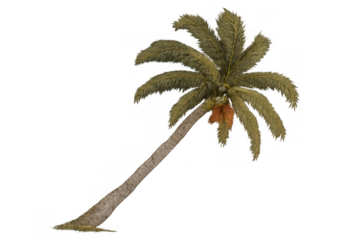 Palm tree with a leaning trunk and green fronds, featuring coconuts. Transparent background, perfect for adding to designs