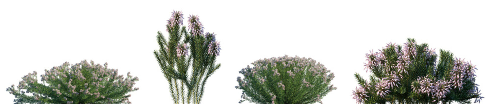 Set of Erica arborea (the tree heath or tree heather) and Erica multiflora (Mediterranean Heathisolated) png on a transparent background perfectly cutout