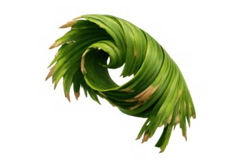 Green leaves forming an abstract spiral pattern, creating a growth swirl in nature, isolated on a transparent background