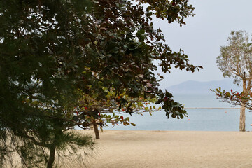 trees on the beach