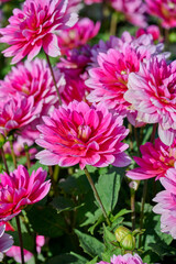 pink dahlia flowers Bluesette in the sun