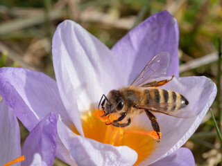 Biene trinkt Nektar aus Krokus Bl&uuml;te
