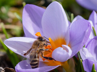 Biene saugt Nektar aus Krokus