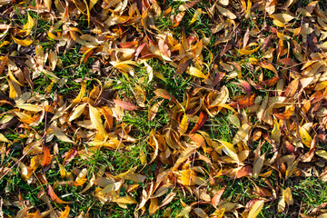 Dry fallen brown leaves in autumn Park.