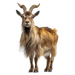 PNG of A beautiful brown goat with long fur and impressive horns, standing proudly.