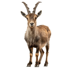 Fototapeta premium PNG of A young male goat with distinct curved horns standing confidently.