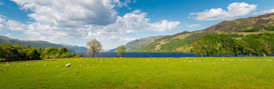Vue panoramique tr&egrave;s large du Loch Ness depuis sa pointe sur, avec au premier plan un pr&eacute; tr&egrave;s vert avec des moutons qui broutent et des arbres au bord de l'eau, Ecosse