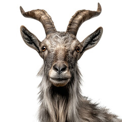 Fototapeta premium PNG of A majestic and expressive goat with impressive horns.