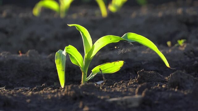 New corn plant grows in rich soil under bright sunlight in a field at midday