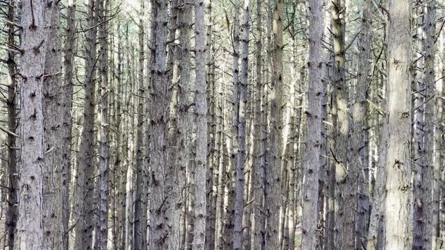 Dense pine plantation with repeating vertical trunks creating abstract pattern and texture, quiet coastal woodland landscape in protected Royon dunes, Hauts-de-France, France