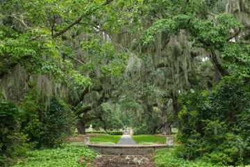 Shaded Garden Pathway Under Arching Trees