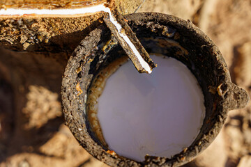 rubber latex dripping from tapped rubber tree