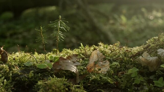Watch a young tree grow from a small seedling in Bavarian Forest National Park. The process unfolds in four stages, highlighting its journey through sunlight and soil.
