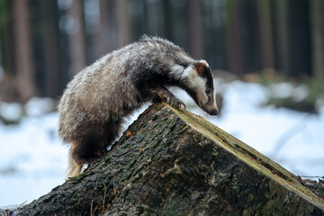 European badger (Meles meles) is a species of badger in the family Mustelidae and is native to almost all of Europe, photo with reflection on a frozen lake. © Miroslav Srb