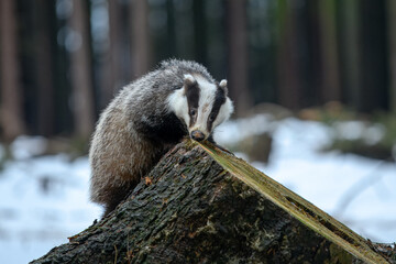 European badger (Meles meles) is a species of badger in the family Mustelidae and is native to almost all of Europe, photo from the winter snowy forest. © Miroslav Srb