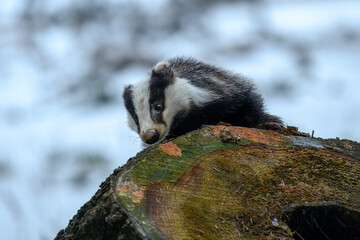 European badger (Meles meles) is a species of badger in the family Mustelidae and is native to almost all of Europe, photo from the winter snowy forest. © Miroslav Srb