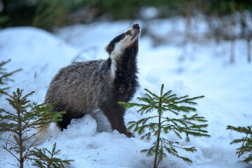 European badger (Meles meles) is a species of badger in the family Mustelidae and is native to almost all of Europe, photo from the winter snowy forest. © Miroslav Srb