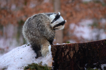European badger (Meles meles) is a species of badger in the family Mustelidae and is native to almost all of Europe, photo from the winter snowy forest. © Miroslav Srb