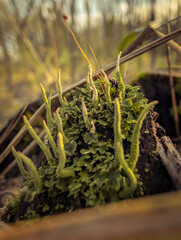 Wild Mushrooms And Moss On Autumn Forest Floor