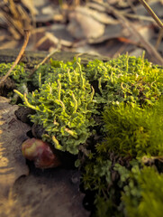 Wild Mushrooms And Moss On Autumn Forest Floor