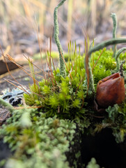 Wild Mushrooms And Moss On Autumn Forest Floor
