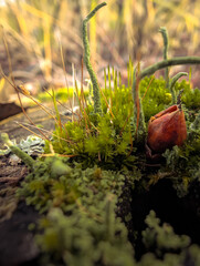 Wild Mushrooms And Moss On Autumn Forest Floor