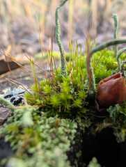Wild Mushrooms And Moss On Autumn Forest Floor