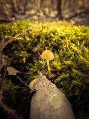 Wild Mushrooms Growing In Green Moss And Autumn Leaves