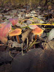Wild Mushrooms Growing In Green Moss And Autumn Leaves