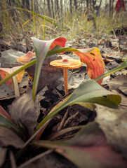 Wild Mushrooms Growing In Green Moss And Autumn Leaves