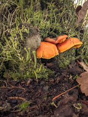 Wild Mushrooms Growing In Green Moss And Autumn Leaves