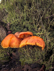 Wild Mushrooms Growing In Green Moss And Autumn Leaves