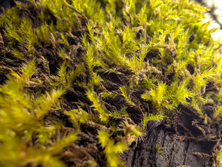Wild Mushrooms And Moss On Autumn Forest Floor