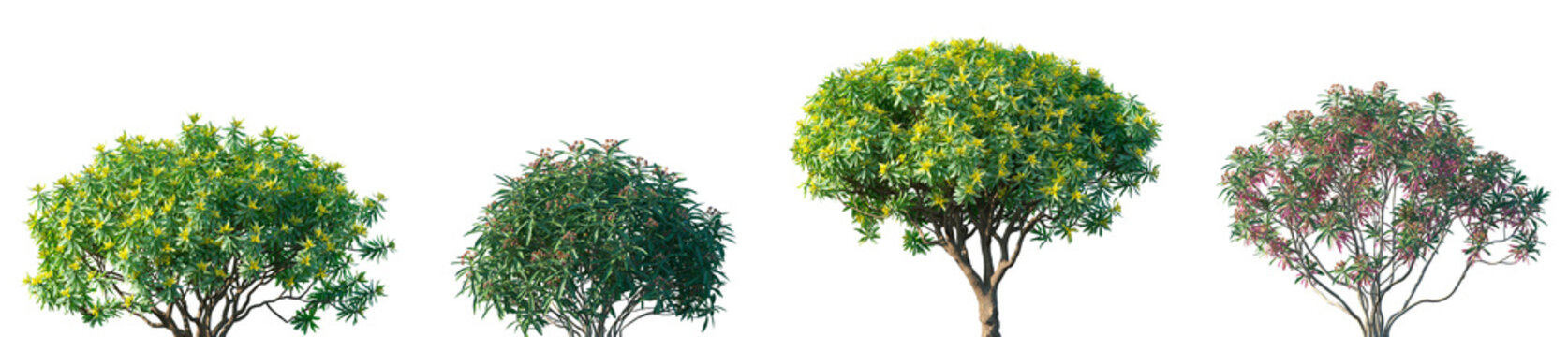 Set of Euphorbia dendroides and Euphorbia mellifera blossoming frontal street trees isolated png on a transparent background perfectly cutout