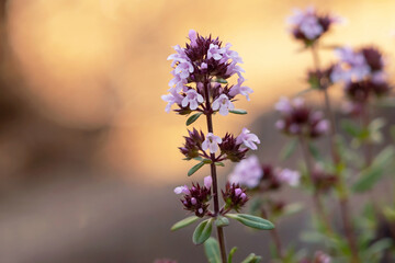 Delicate Purple Thyme Flowers in Golden Light